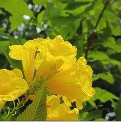 Ankit Kumar - Vikasa