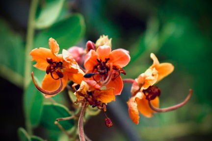 Gowtham - Vidhya Vikas International