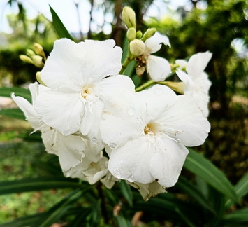 Kishore - Vidhya Vikashini