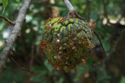 Harish - Tiruppur Model