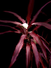 Pranav Vinayak - AKR Academy