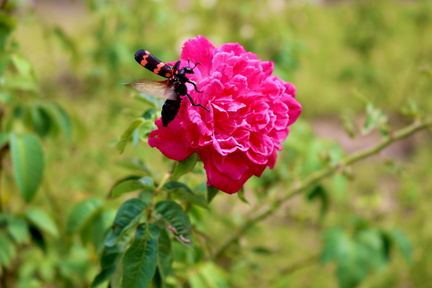 Rithish Abinav - TNPL