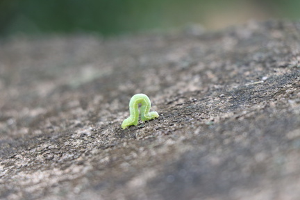 Sakthi Sivaraj - Nachiammal
