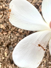 Shalini - Vivekanandha