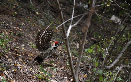 Tarun Raghavan - SSA