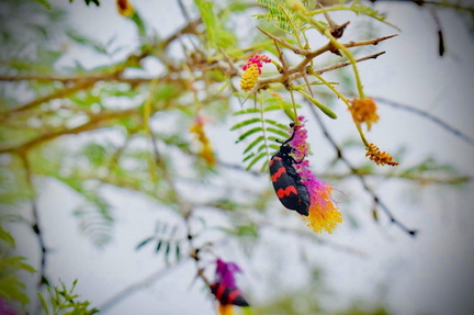 Danush - Vidhya Vikas International