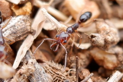 Kavin Pranav - Nachiammal Vidhya