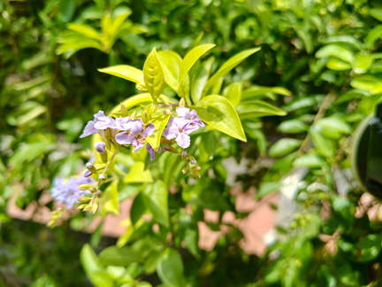 Nakul Prabhu - Vidhya Vikashini