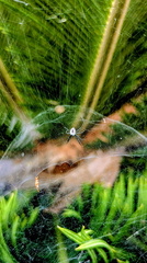 Parath - Vivekanandha