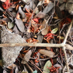 Priscilla Babu - AKT Vidhya